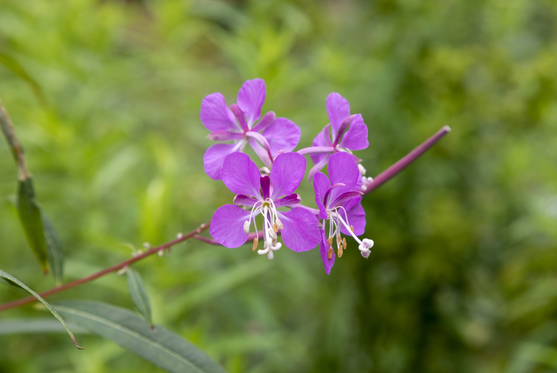 Fireweed Arcadia NP August 2021